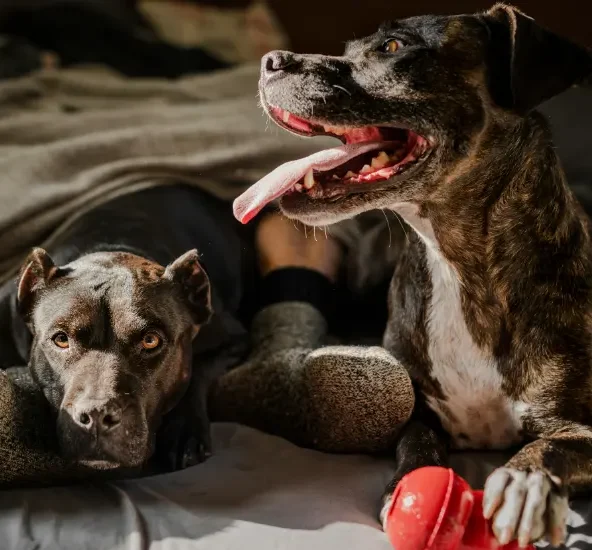 You are currently viewing Loyal and Loving: The Best Domestic Dogs for Family Bonding